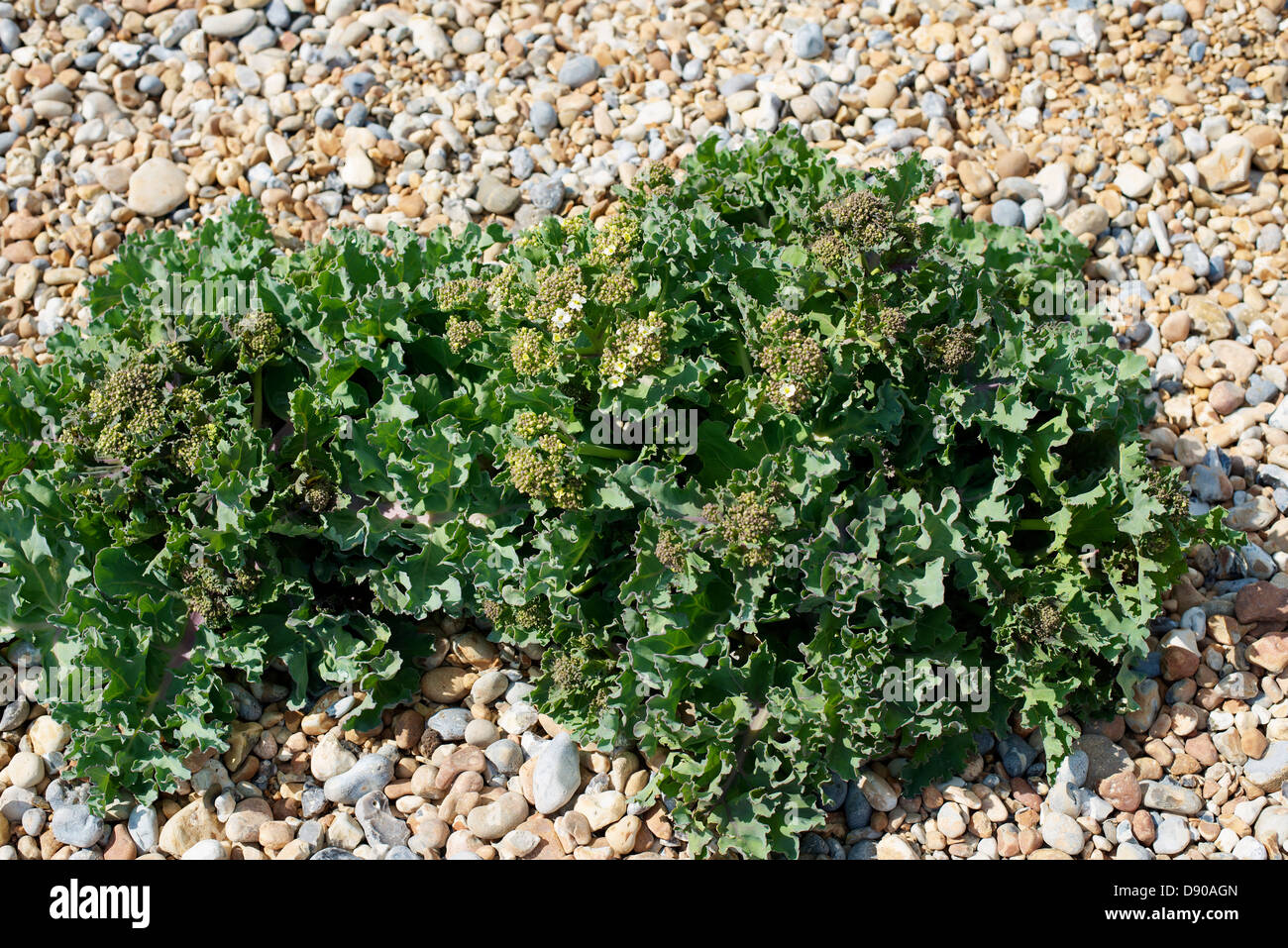 Crambe Maritima Sea Kale Coastal Cabbage salt tolerant plant growing on ...