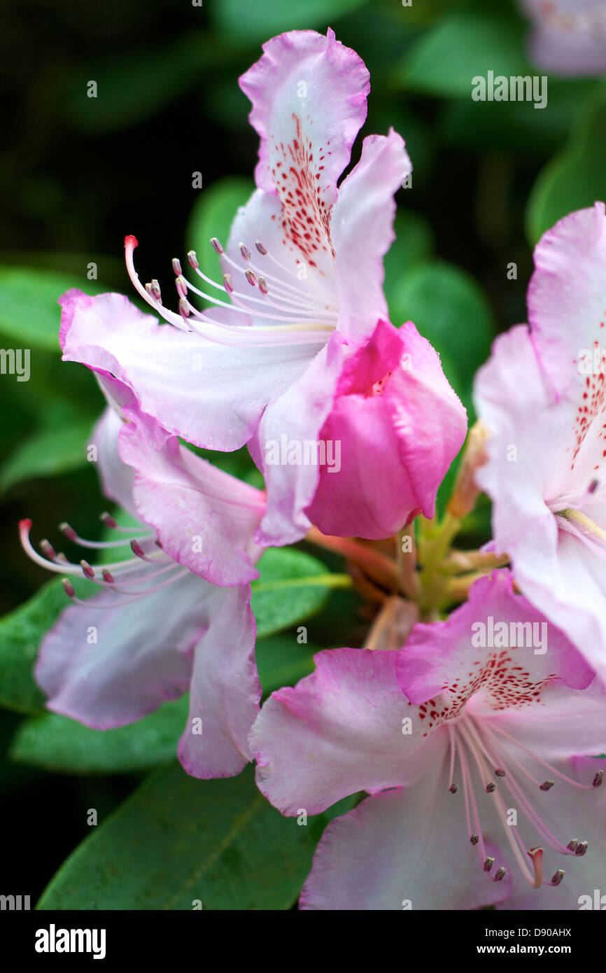Rhododendron “Mrs Charles E Pearson” in flower in May Stock Photo - Alamy