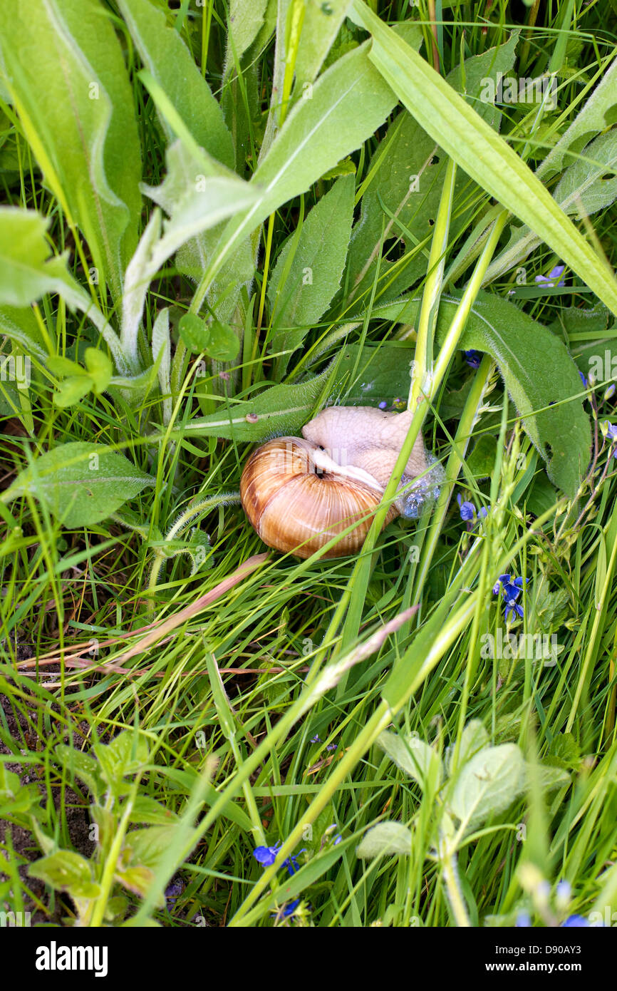 Rare Edible Roman Snail "Helix Pomatia" l'escargot Britain's largest snail in a grass North