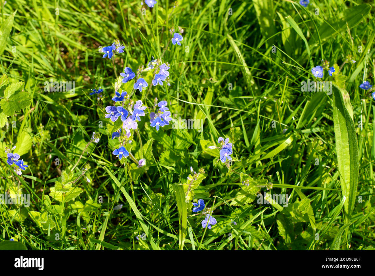 Speedwell Weed Veronica "Gypsy Weed" flowers growing on the North Downs