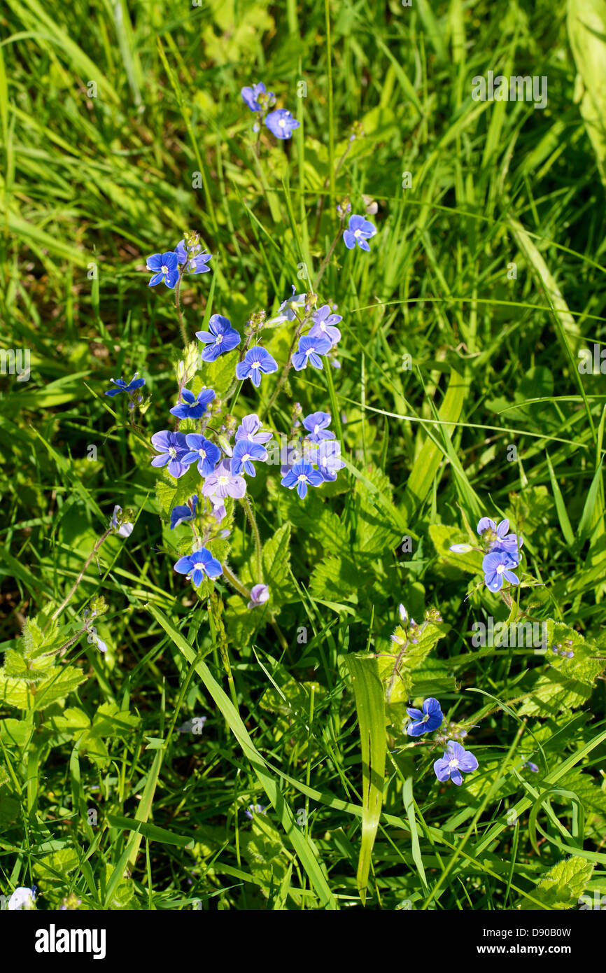 Speedwell Weed Veronica "Gypsy Weed" flowers growing on the North Downs
