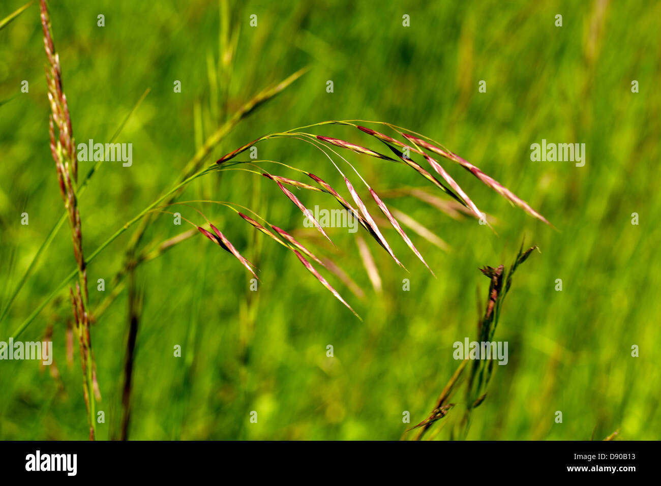 Downland grasses hi-res stock photography and images - Alamy