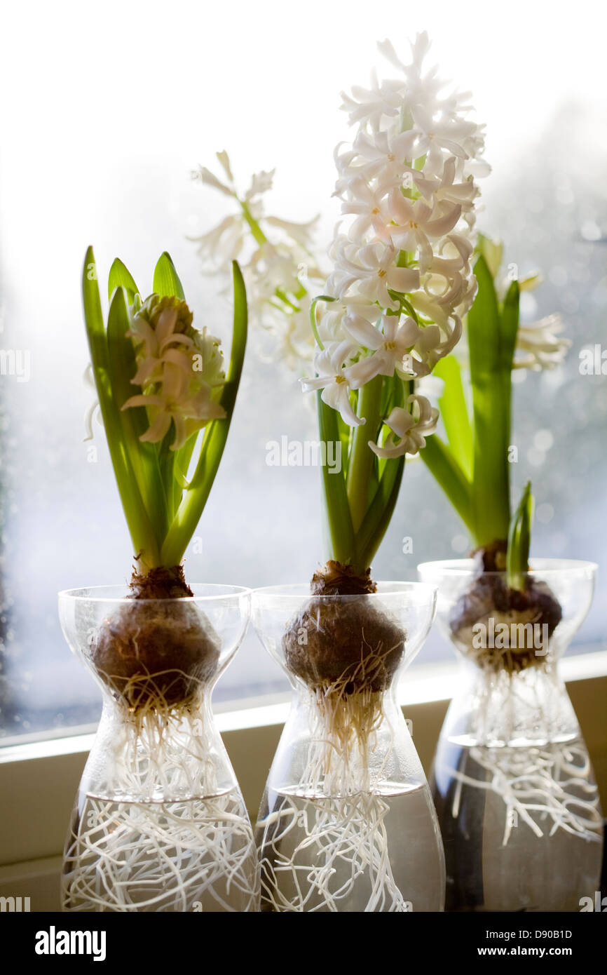 White hyacinths in a window, Sweden. Stock Photo