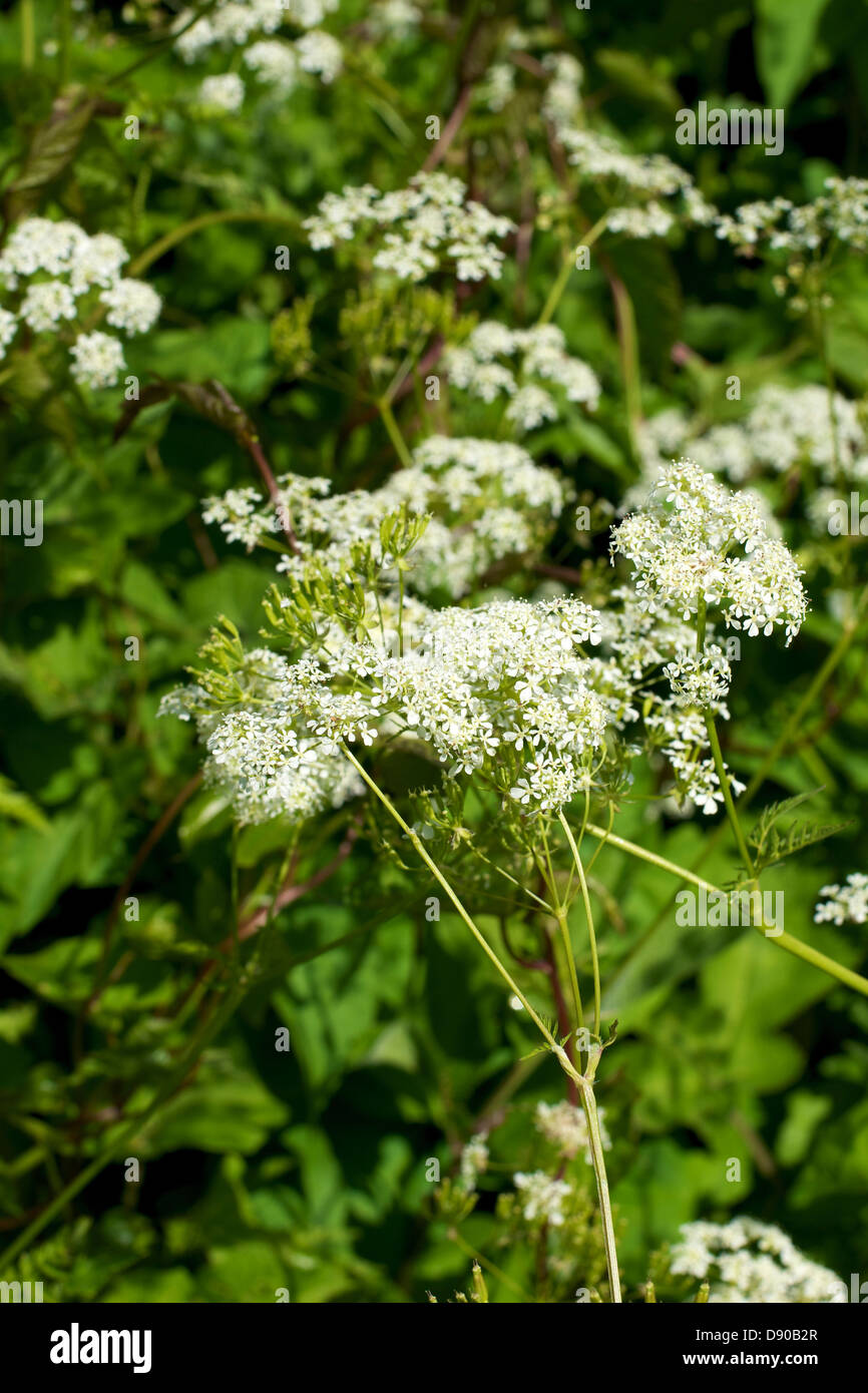 "Anthriscus sylvestris" "Cow parsley" "wild chervil" "wild beaked