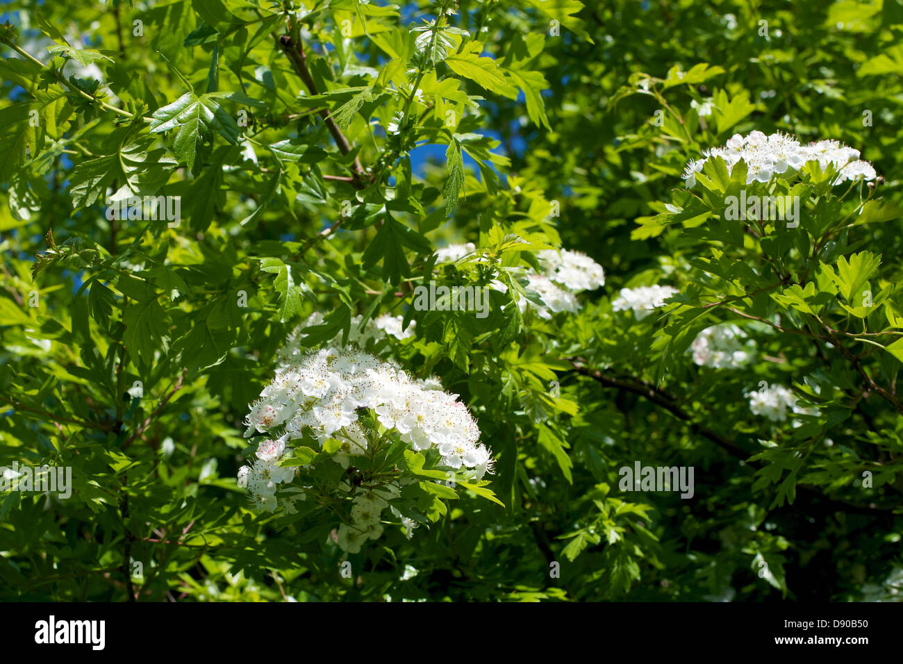 White Hawthorn 'Crataegus monogyna' flowers in a North Downs Hedgerow in June Stock Photo