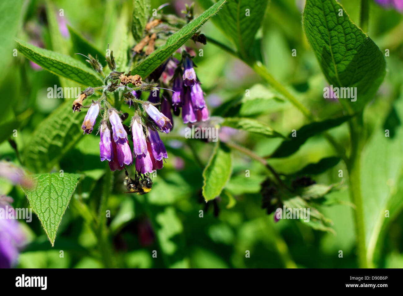 Wild Comfrey High Resolution Stock Photography And Images Alamy