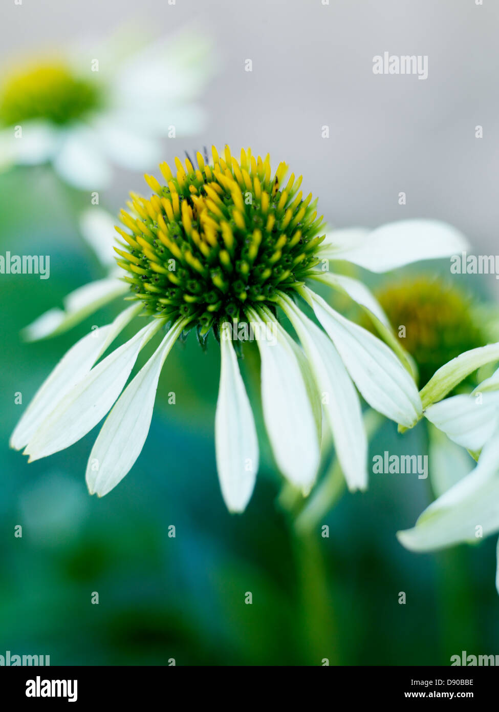 Flower with a yellow middle hi-res stock photography and images - Alamy