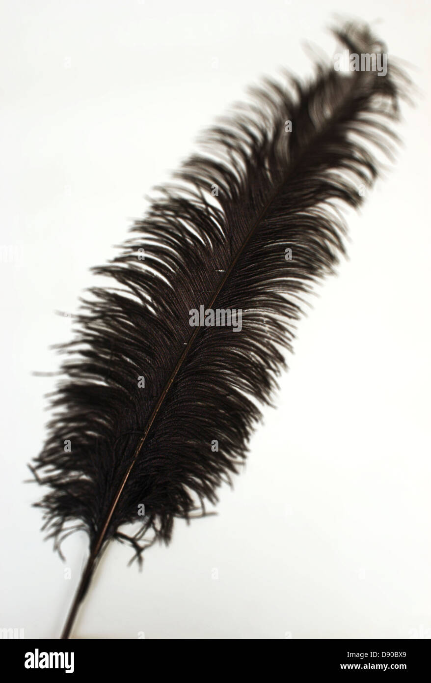 A black feather Stock Photo Alamy