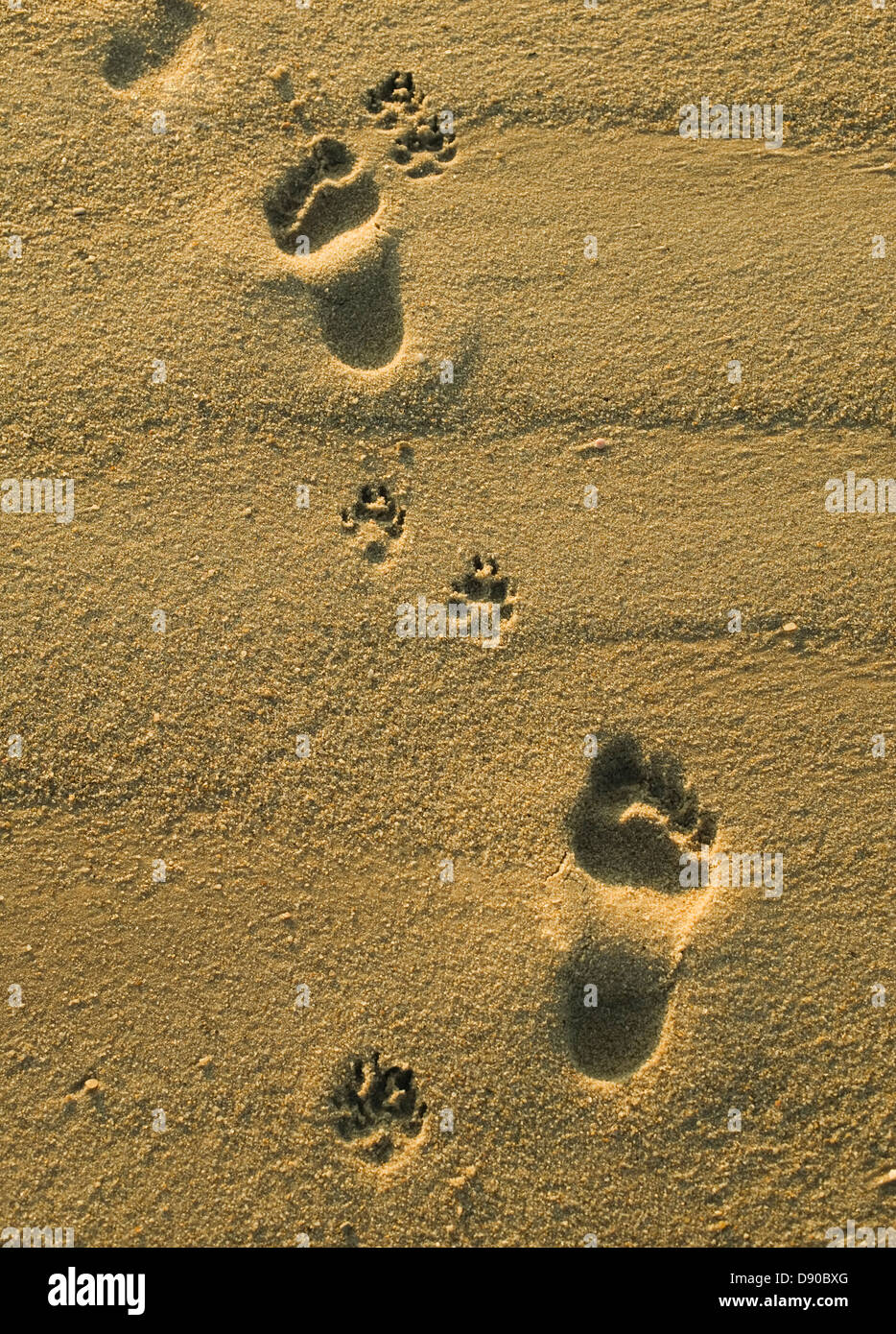 Footprints in the sand, a human being and a dog. Stock Photo