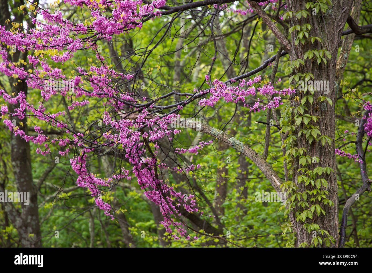 A Redbud tree in bloom alongside some Virginia creeper Stock Photo Alamy
