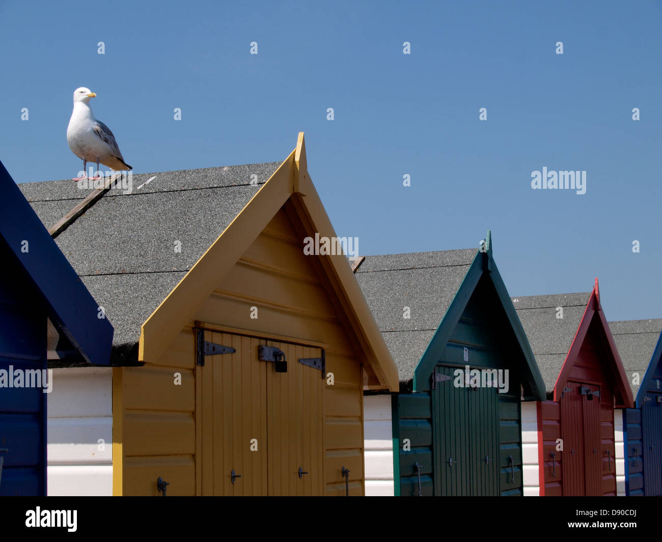 Herring Gull, Larus argentatus on beach huts, Dawlish Warren, Devon, UK