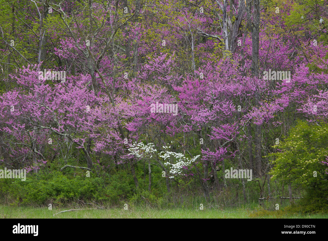 Spring trees in bloom, somewhere in Kentucky Stock Photo Alamy