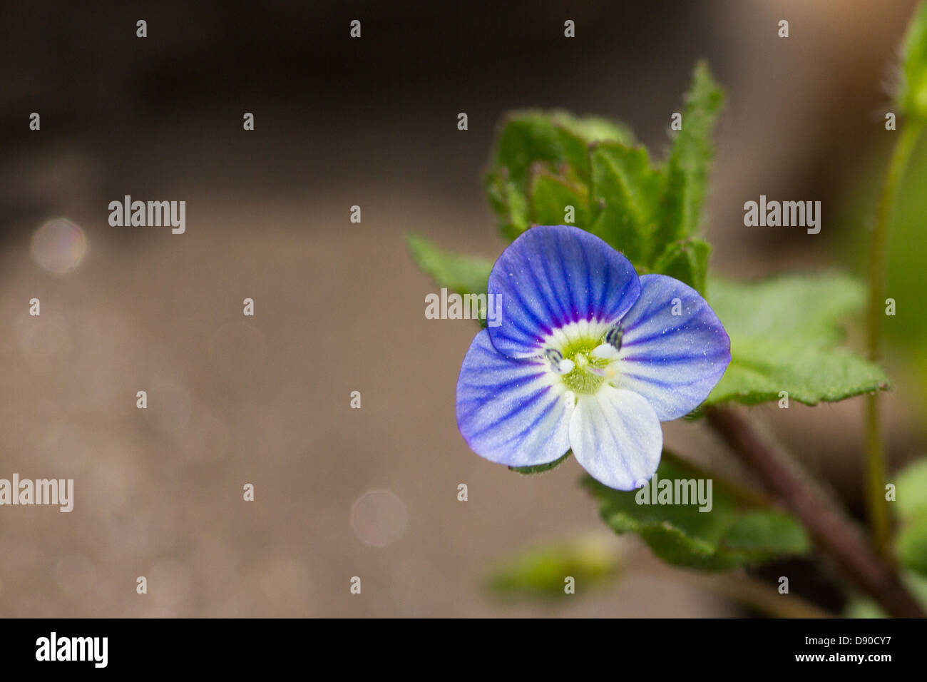The Corn speedwell flower is rather dainty but quite attractive. Stock Photo