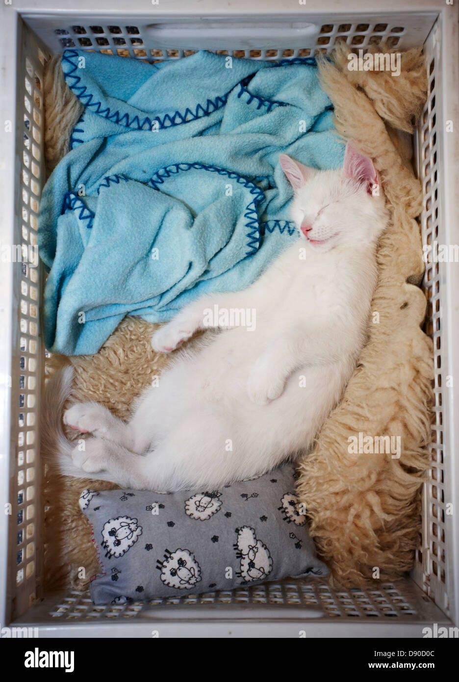 A white cat sleeping in a laundry basket, Sweden Stock Photo Alamy