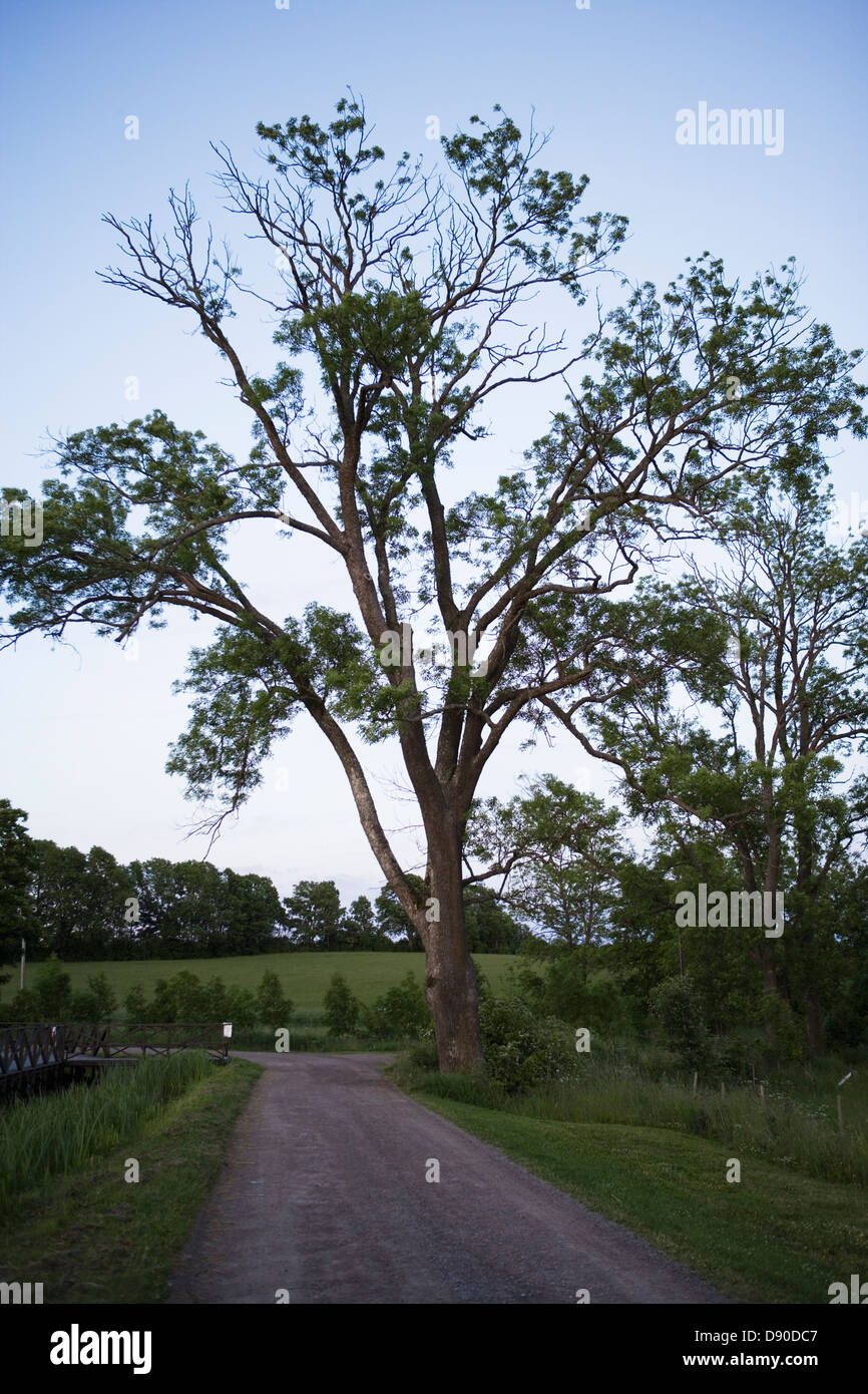Lonely tree road hi-res stock photography and images - Alamy