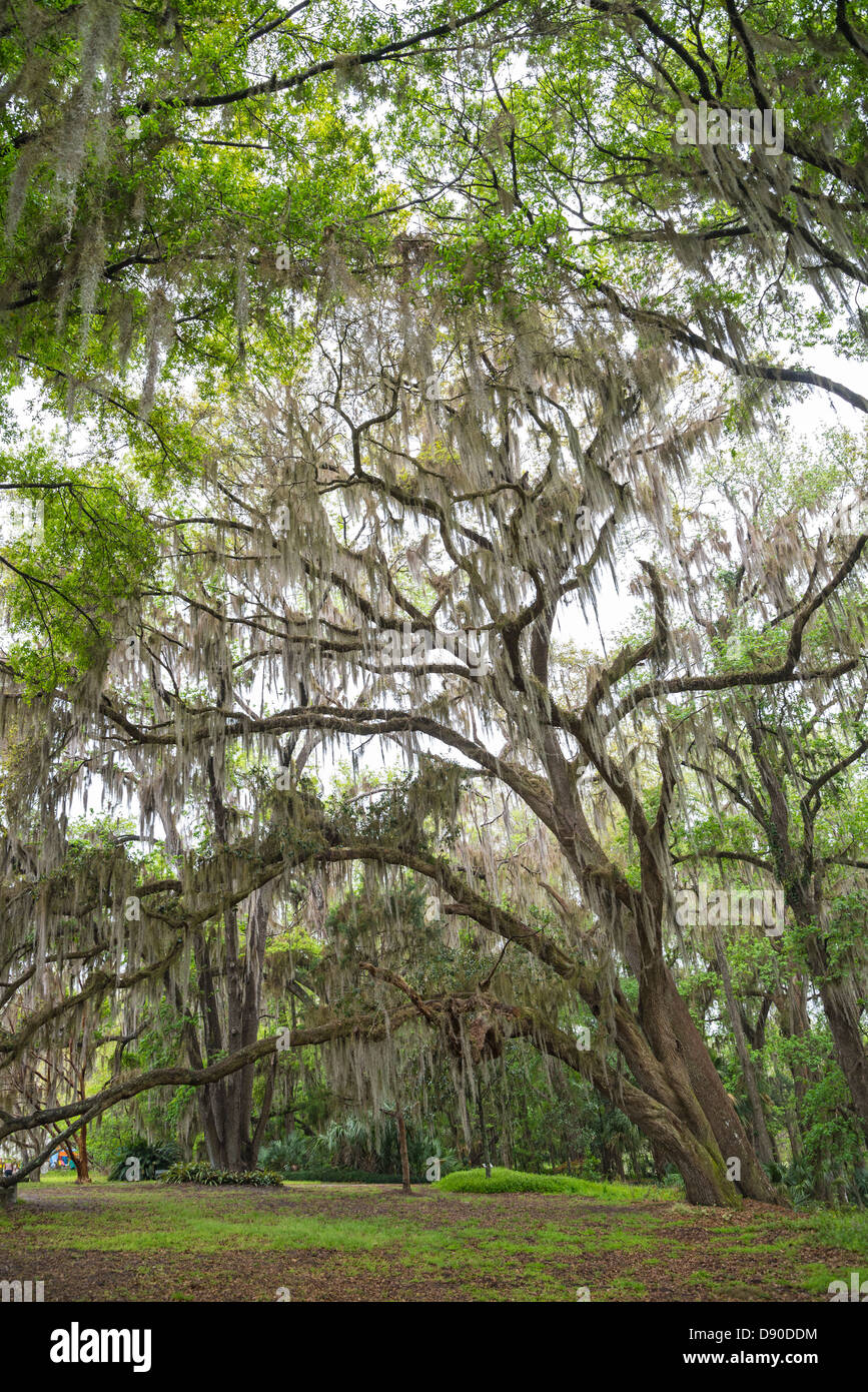 Large live oak tree with Spanish moss at Kanapaha Botanical Gardens