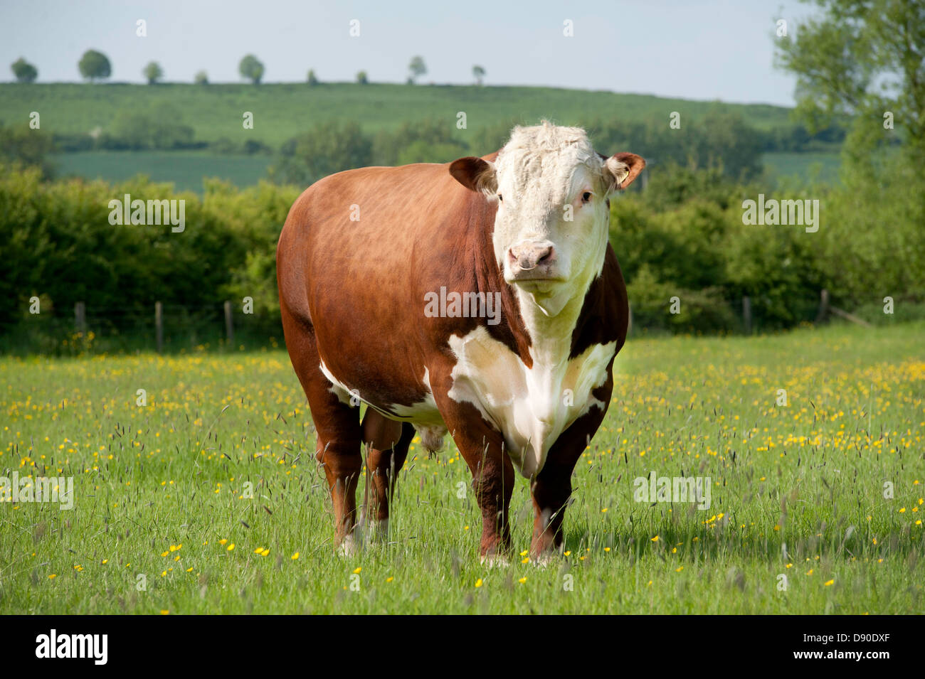 A pedigree Hereford bull in English field of Buttercups and grass Stock ...