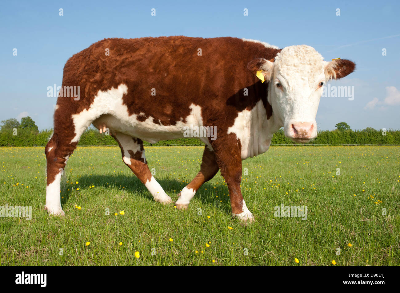 A pedigree Hereford Bull in grass pasture field looking at camera Stock ...