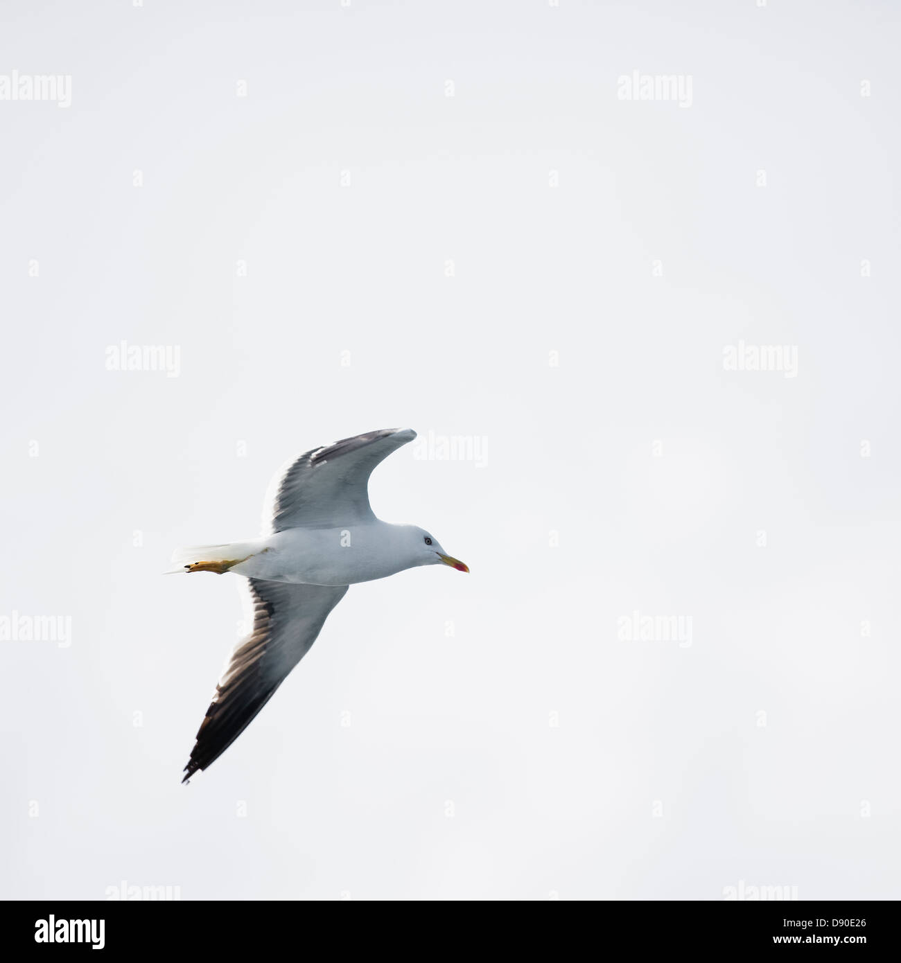 Herring gull in flight Stock Photo Alamy