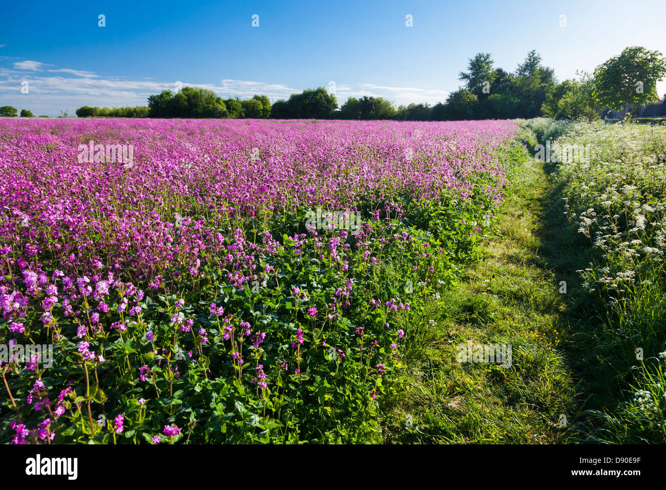 A field of Red Campion (Silene dioica) in the Cotswolds, England. Stock Photo
