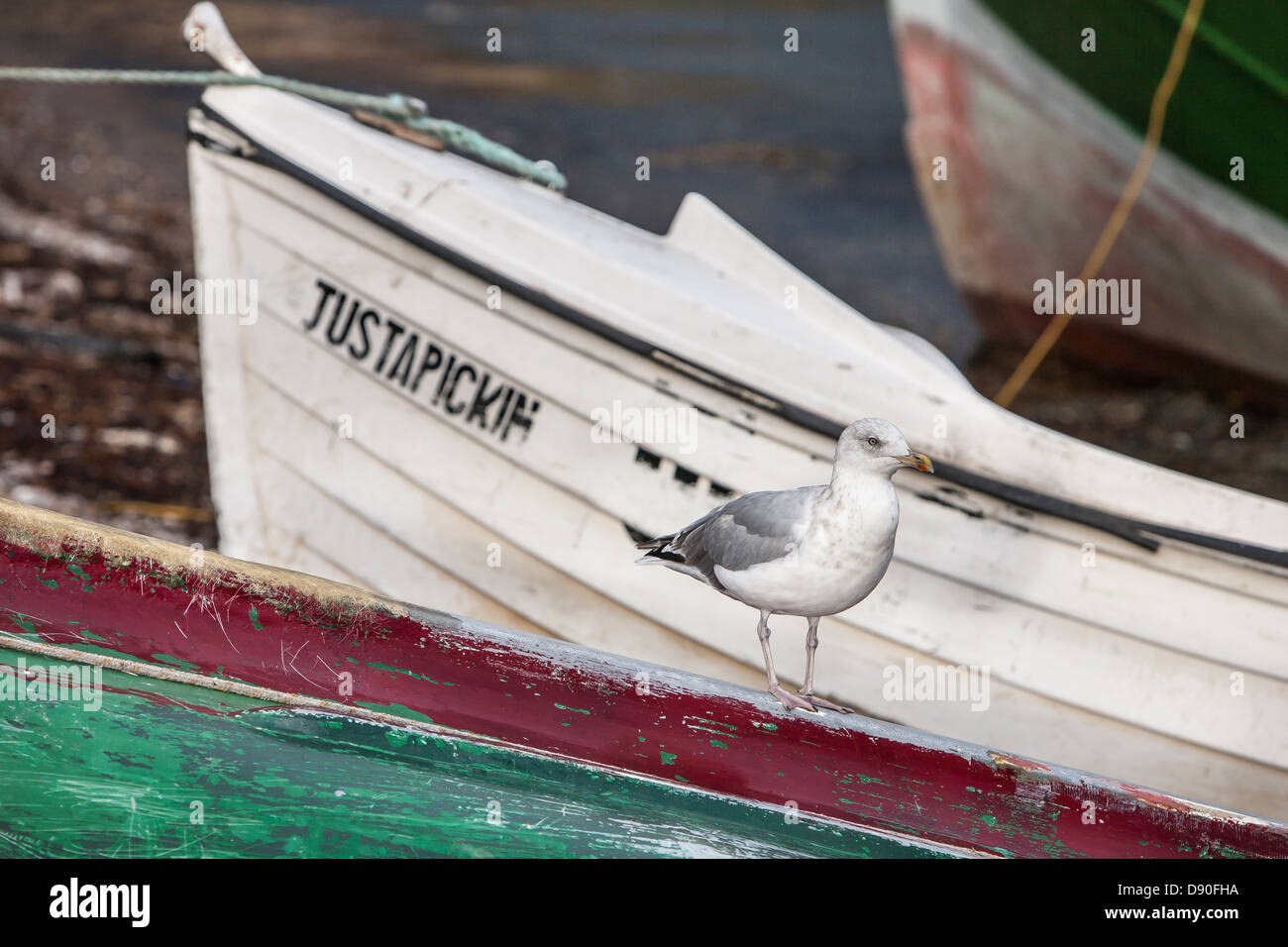 Gull on fishing boat at Ullapool in Scotland. Stock Photo