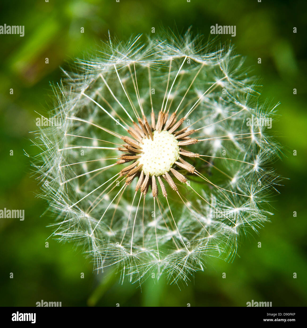 Beautiful nature macro hi-res stock photography and images - Alamy