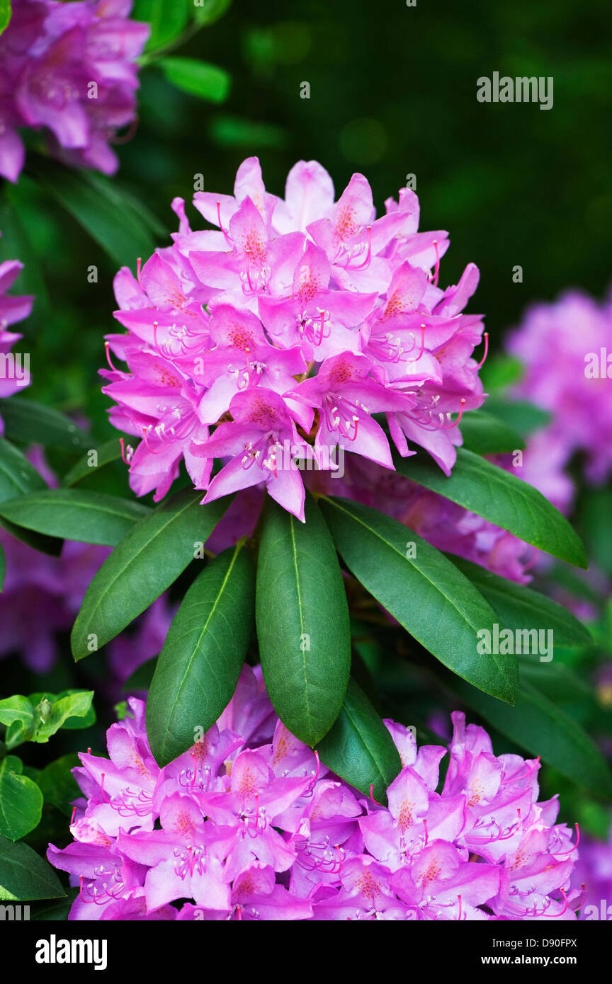 Close up rhododendron flower hi-res stock photography and images - Alamy