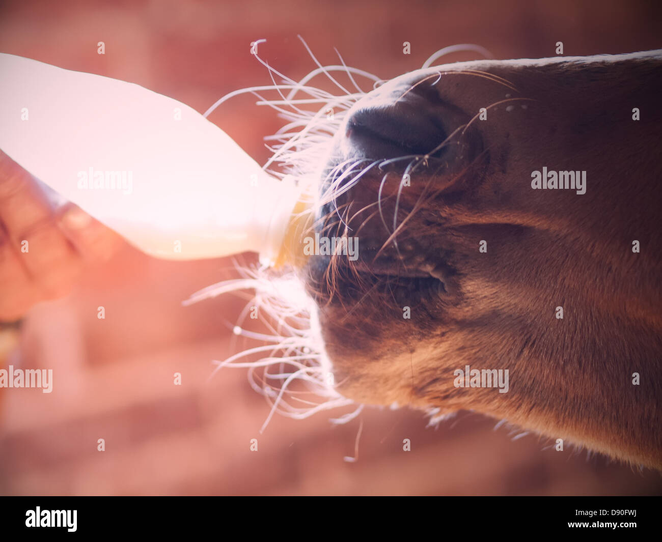 Bottle feeding baby horse hires stock photography and images Alamy
