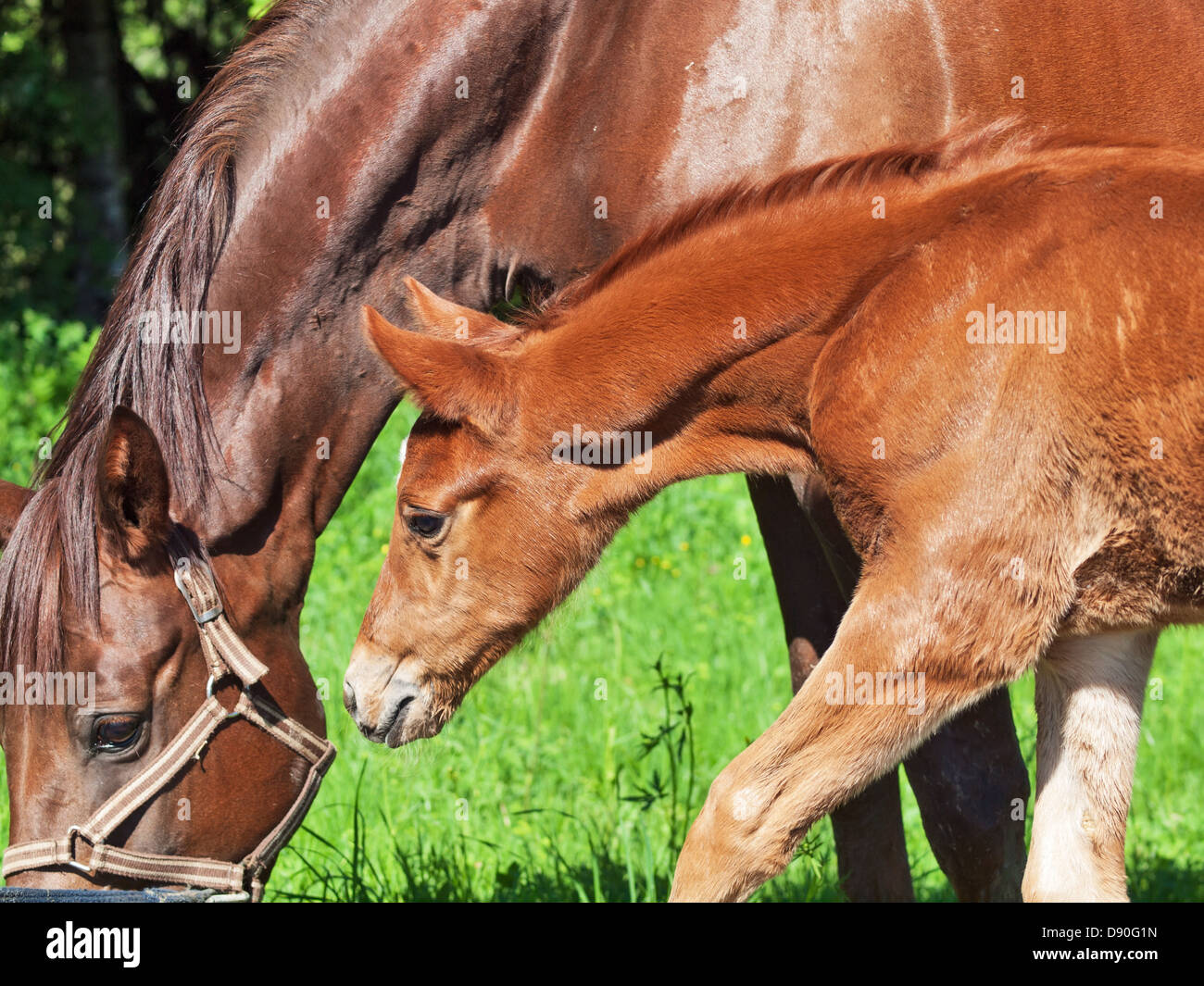 Thoroughbred mare and foal hires stock photography and images Alamy