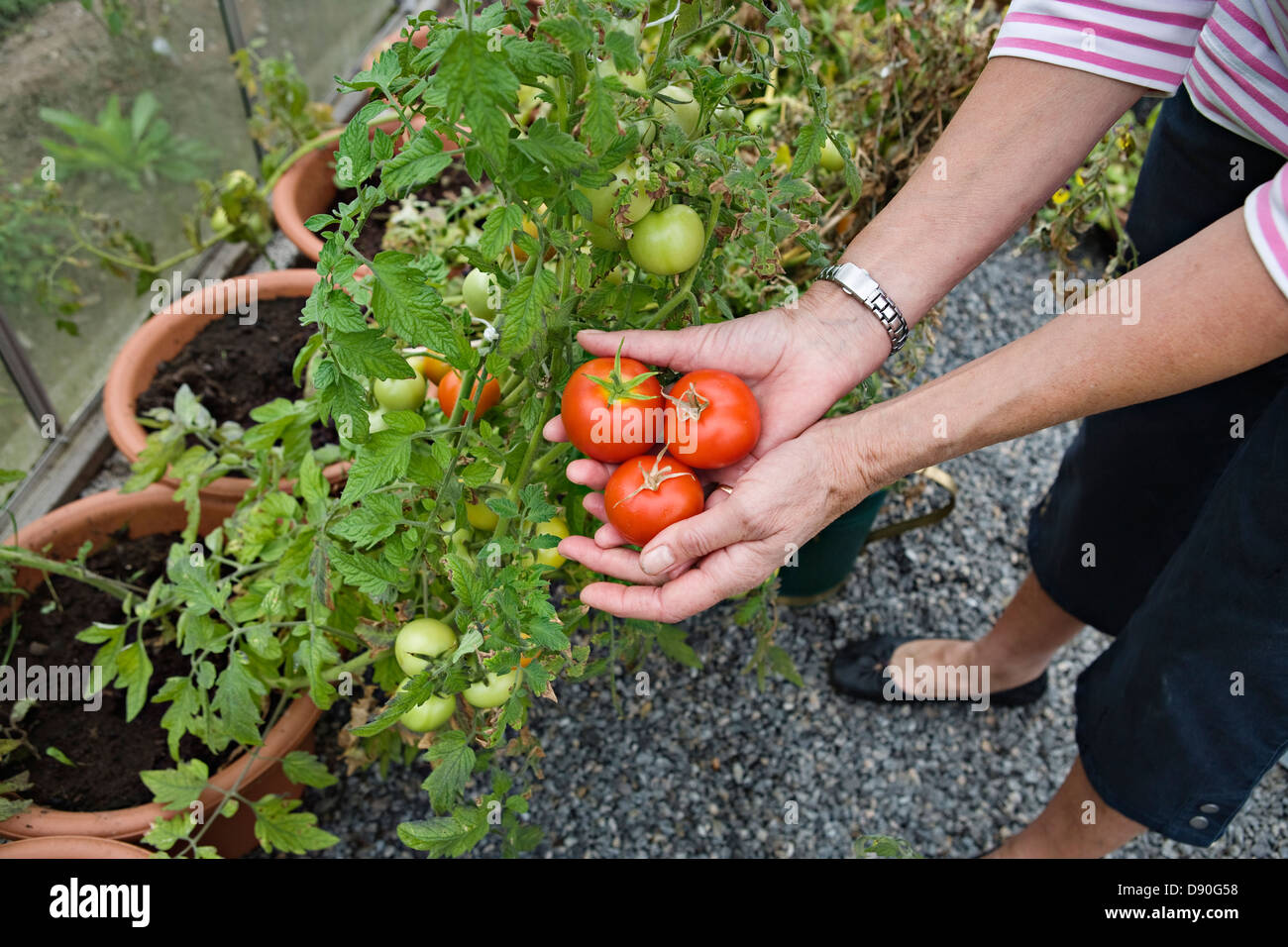 Senior woman picking tomatoes from garden Stock Photo - Alamy
