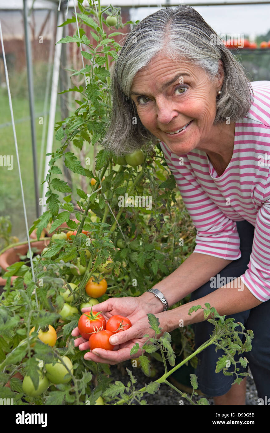 Senior woman picking tomatoes from garden, smiling Stock Photo - Alamy