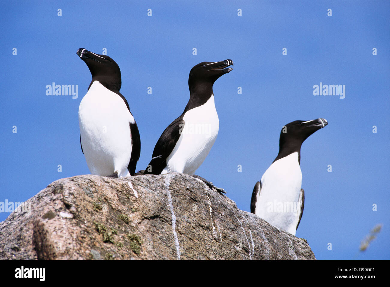 Razorbills on a cliff in the archipelago, Sweden Stock Photo - Alamy