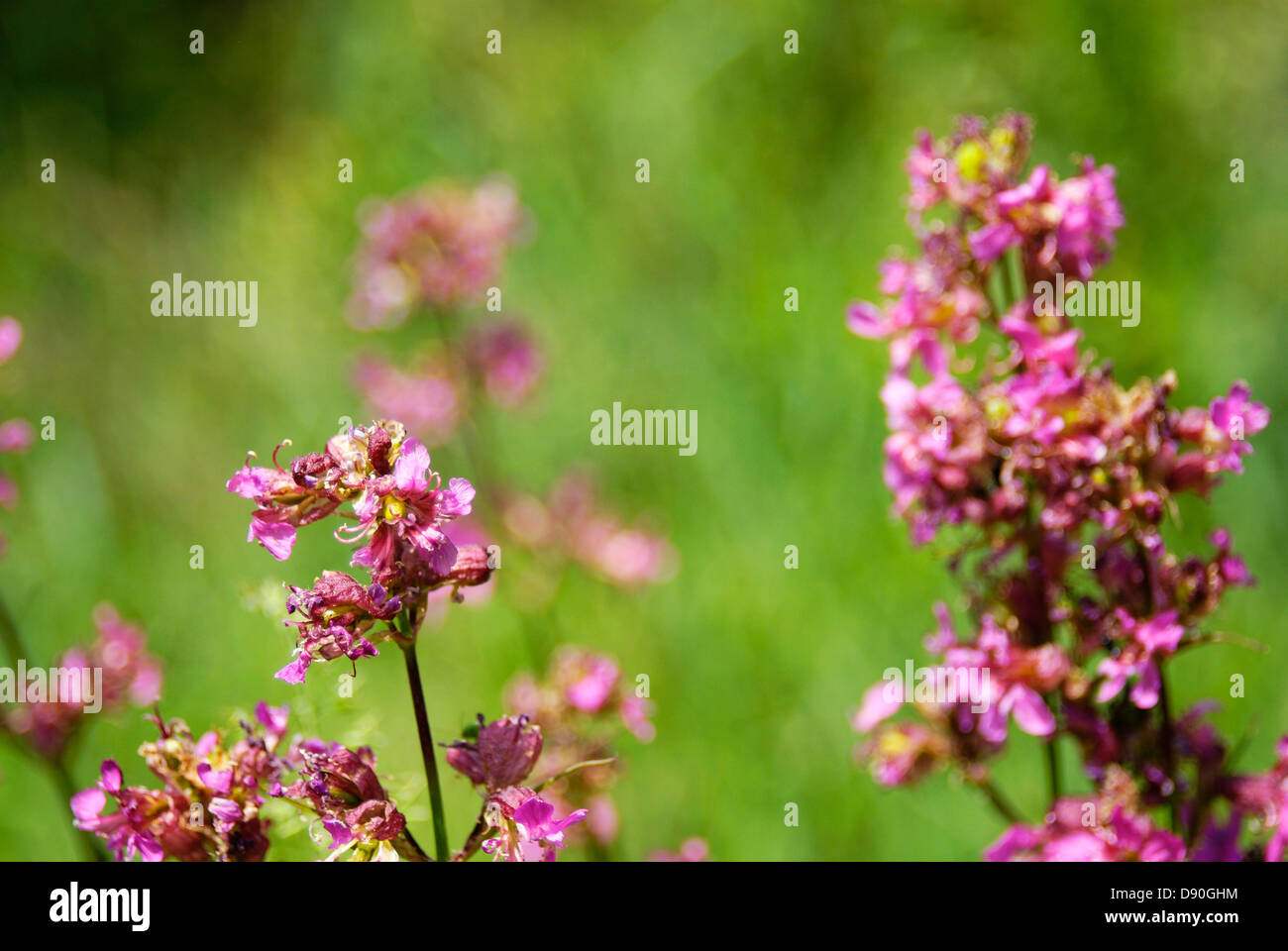 Little purple wild flowers in the forest Stock Photo - Alamy