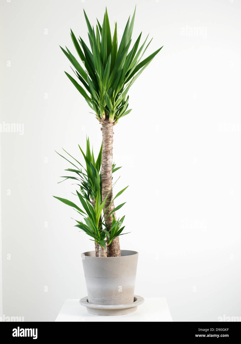 Palm tree in pot Stock Photo Alamy
