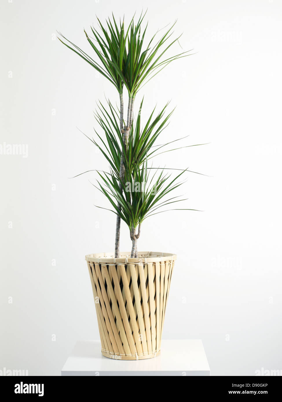 Palm tree in wicker basket Stock Photo Alamy