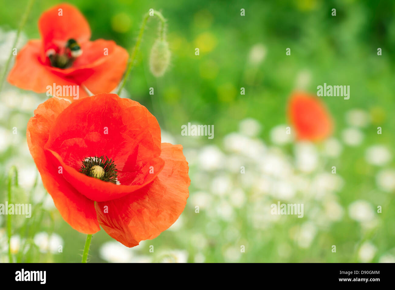 Poppy and Daisy | Tana Lawn 2m Remnant main image 0