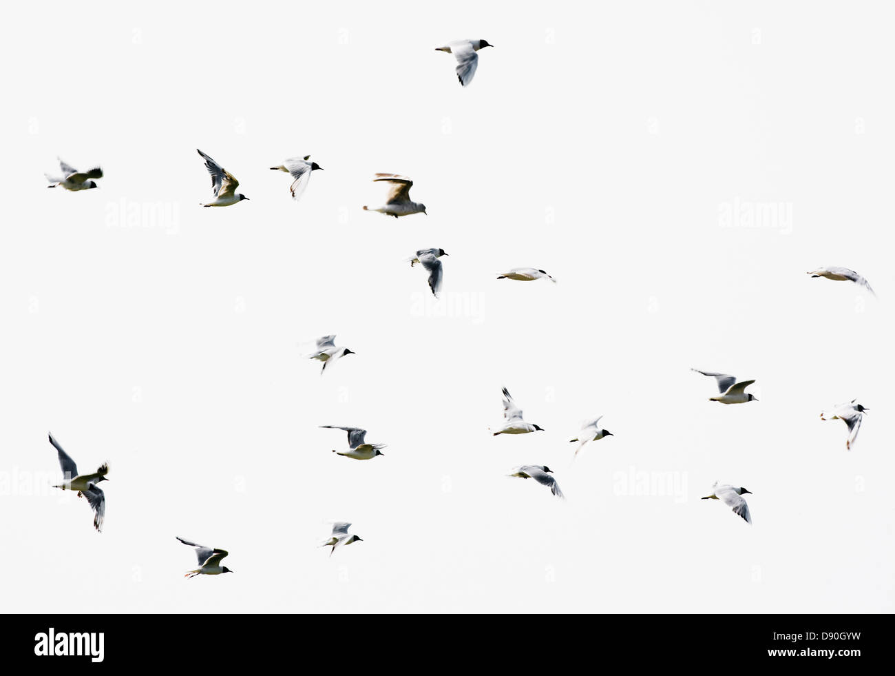 Birds in flight Stock Photo