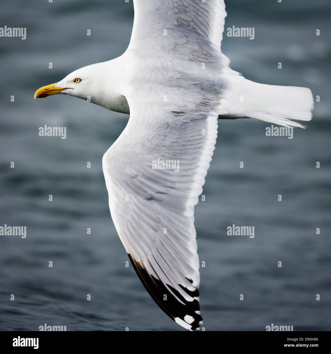 Herring gull in flight Stock Photo Alamy