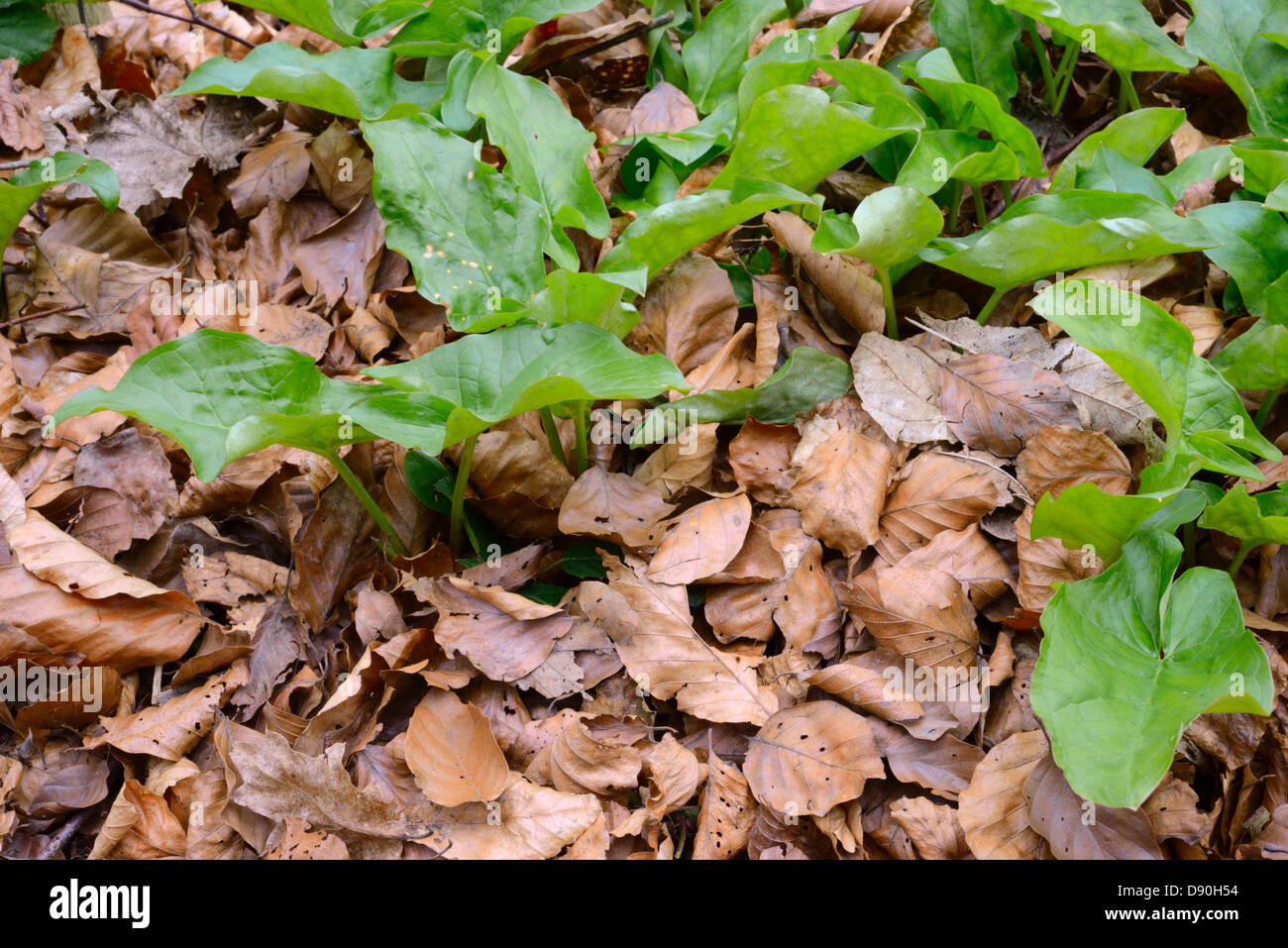 Arum maculatum, Lords and Ladies shoots, early signs of Spring, Wales, UK. Stock Photo