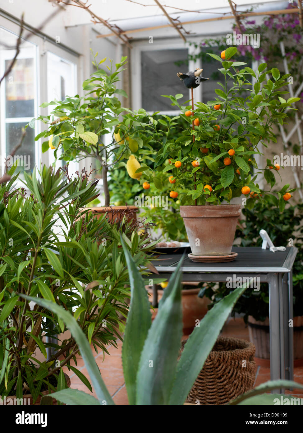 Greenhouse winter vegetables hires stock photography and images Alamy