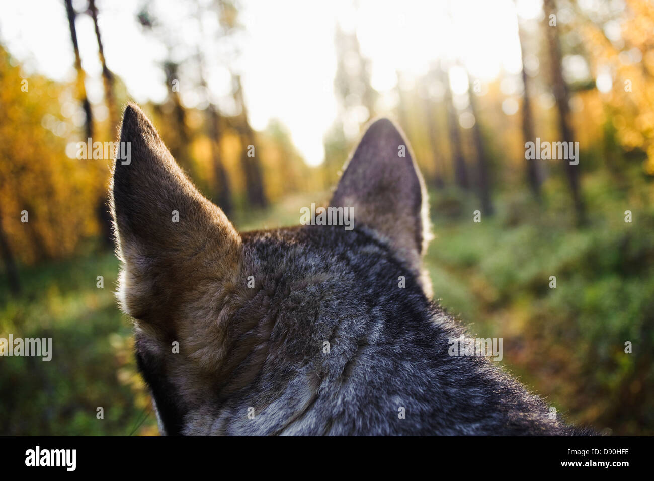 Rear view of dog, close-up Stock Photo