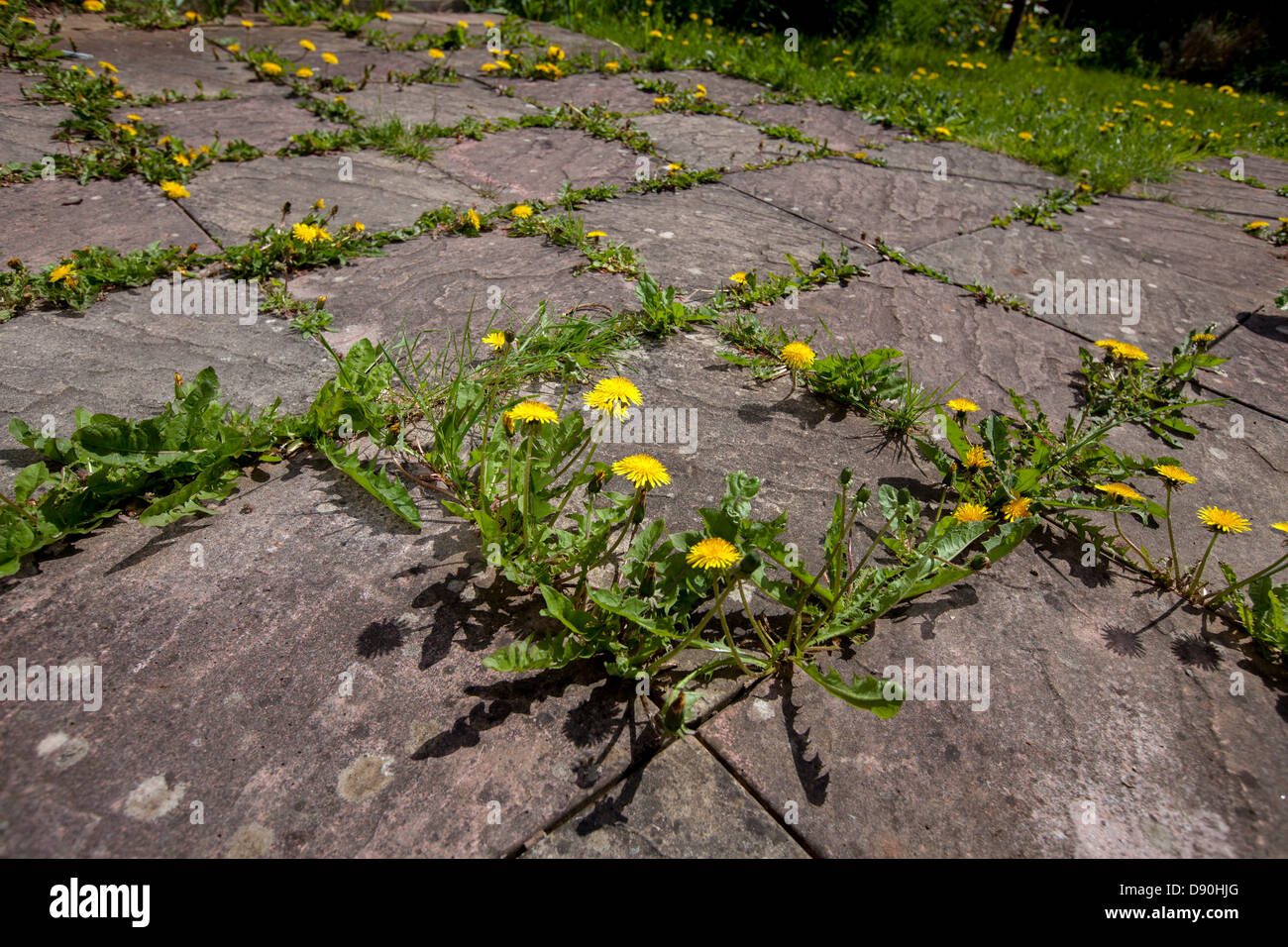 The Nightmare that is weeds and Dandelions poking up through the Patio of an established garden in Worcestershire Stock Photo