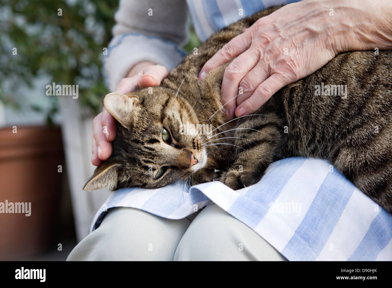 An elderly scandinavian woman strokes cat on lap, Sweden Stock Photo