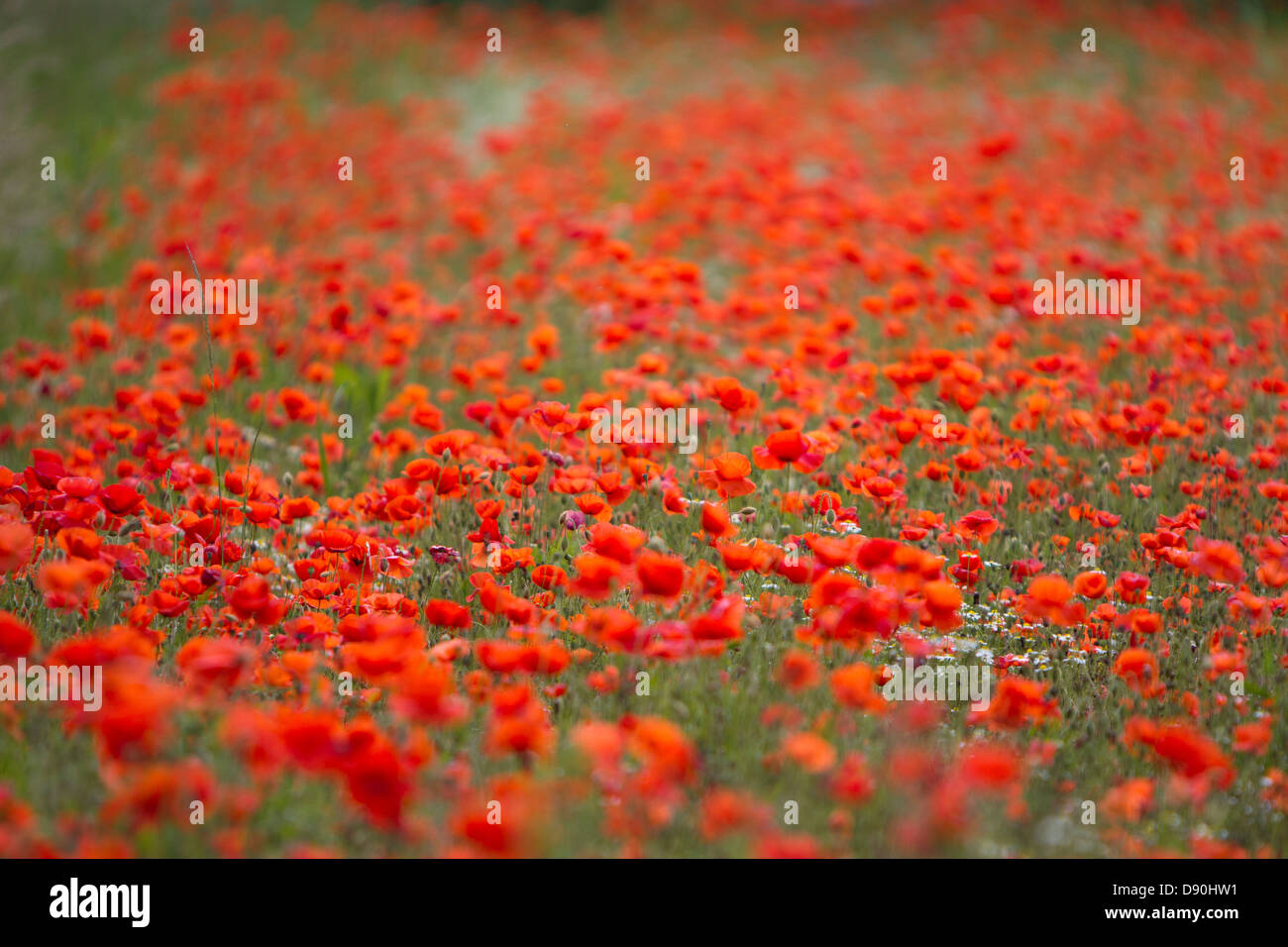 Poppy Fields come into bloom near to the town of Bewdley in