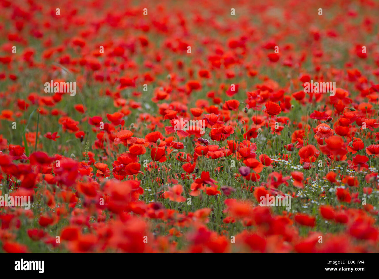 Poppy Fields come into bloom near to the town of Bewdley in