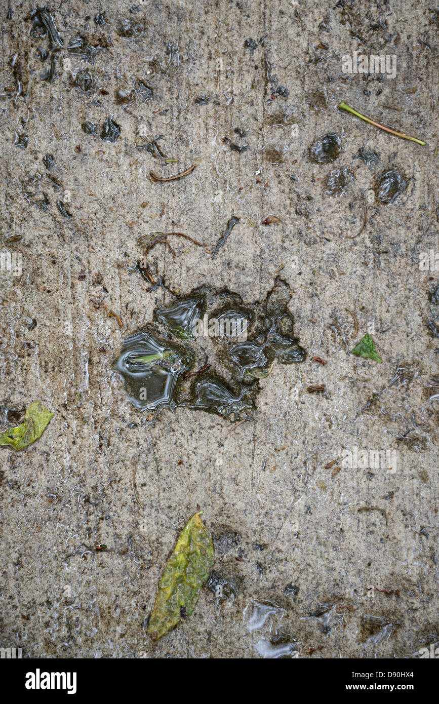 Animal tracks embedded in concrete path at Kanapaha Botanical Gardens located in Gainesville Florida. Stock Photo