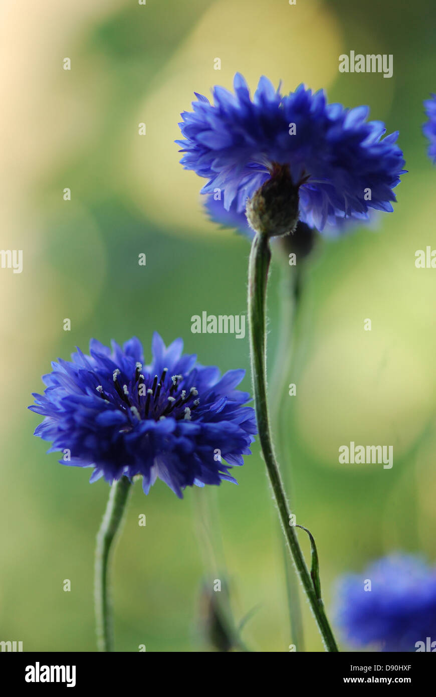 Summer Blue Cornflowers Stock Photo
