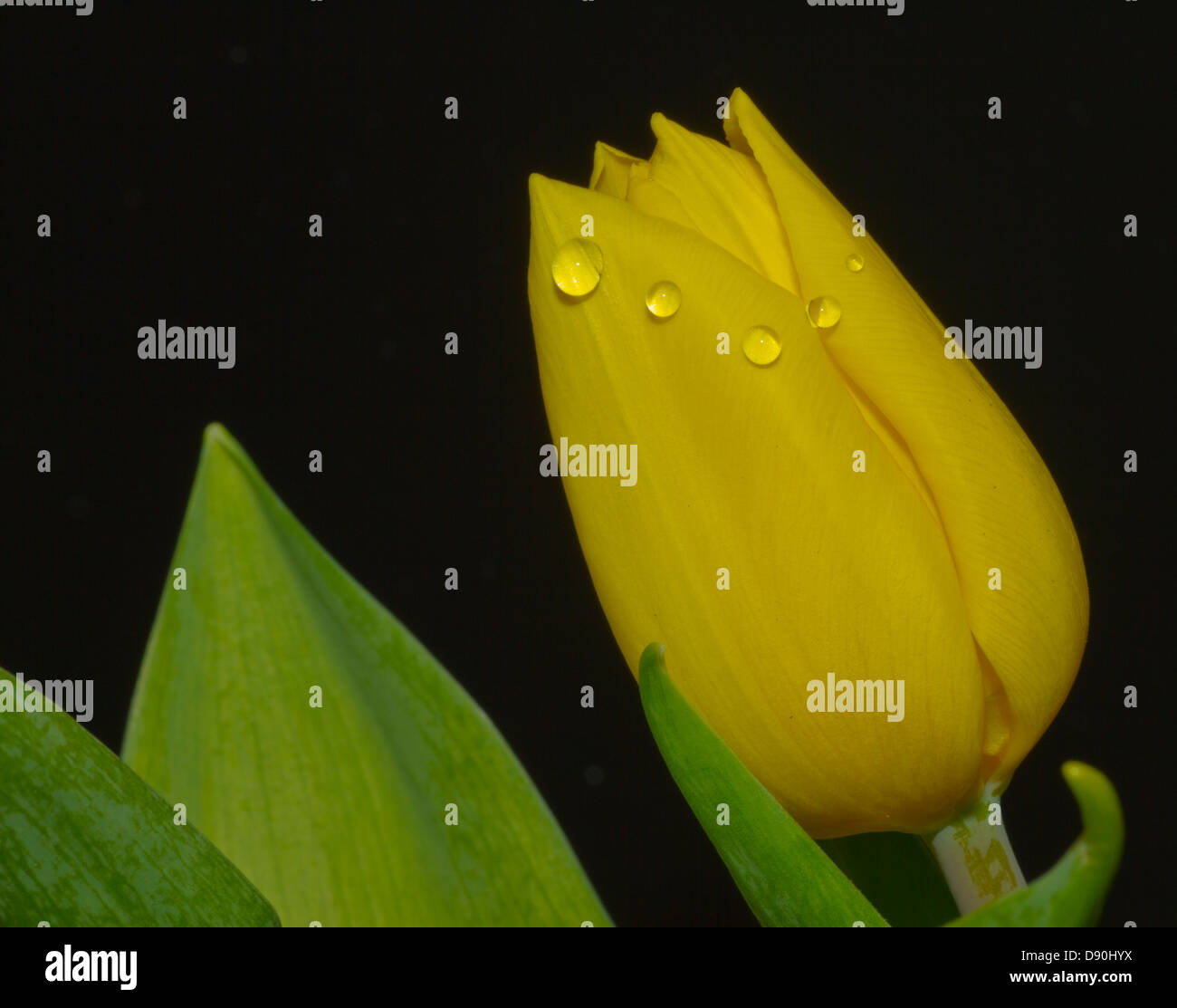 Raindrops on a tulip Stock Photo