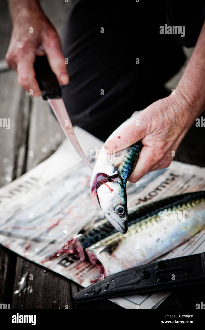 Senior man flaying Atlantic mackerel Stock Photo