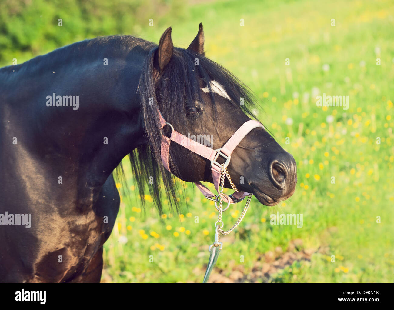 Pony horse stallion black hires stock photography and images Alamy